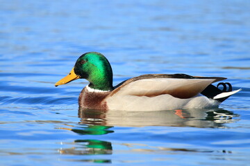 Mallard duck male on the lake