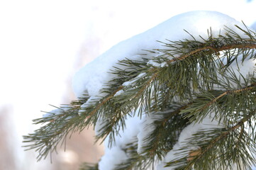 snow, winter, snow on a tree, tree, branch, nature, frost, cold, pine, christmas, ice, fir, white, spruce, frozen, plant, season, forest, green, branches, sky, needles, evergreen, blue , Seasonal, Sno