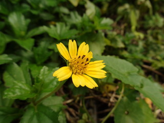 close up of Urang Aring Asteraceae, False daisy (Eclipta prostrata) in a garden