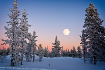 Landscape of snowy trees in winter in Lapland, Finland with moon rising at dusk