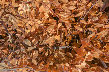 Colorful background of dry laurel orange autumn leaves