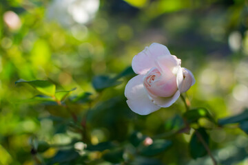 Pale pink rose close-up blooms in the garden. Blurry Sunny background with bokeh, soft focus, shallow depth of field. Colorful floral summer background for postcards, banners, Wallpapers. Copy space