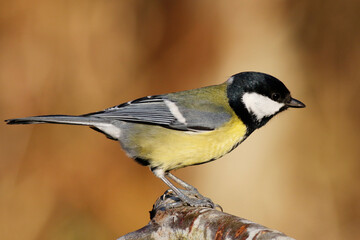 Obraz premium Great tit