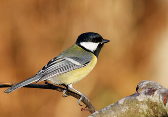 Fototapeta premium Great tit
