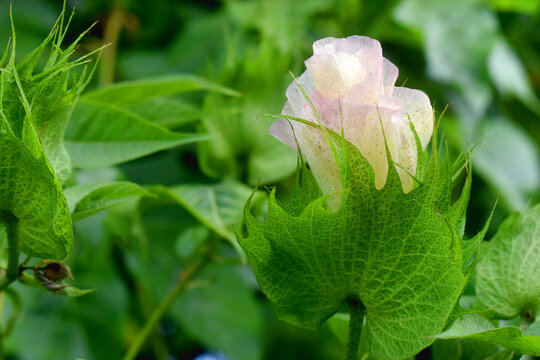 Cotton plant,  Gossypium barbadense in blooming with beautiful green nature background.
