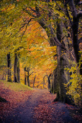 Autumn Leaves on a Path in Woodland in Glasgow Scotland