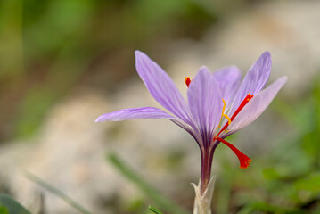 Fototapeta premium Flower of Crocus cartwrightianus, Crete