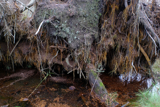 The stump of an uprooted tree in a marsh