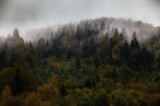Jesienny las we mgle, Bieszczady, Polska © Przemysław Głowik