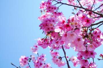 カンヒザクラ( Taiwan cherry )