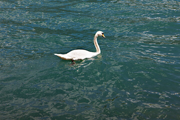Beautiful swan swims in Leman lake Geneva, Switzerland