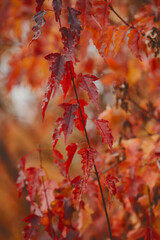 Red leaves close up.