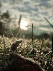 grass in the wind