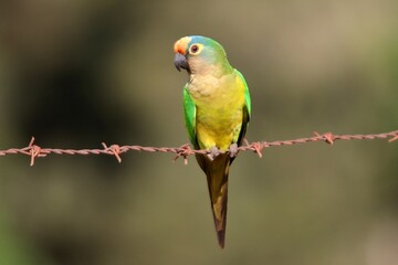 
parakeet in southern Minas Gerais, Brazil