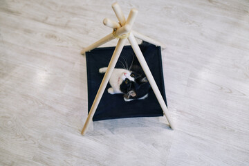 Playful cat in the apartment. Cozy photo session with animals.