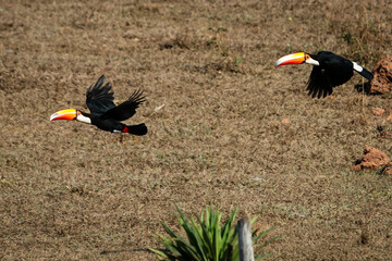 
toucans in southern Minas Gerais, Brazil