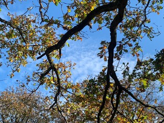 Sky through trees