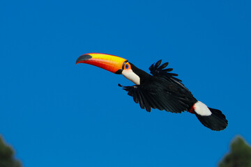 Fototapeta premium toucans in southern Minas Gerais, Brazil
