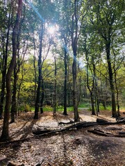 Sun shinning through the trees
