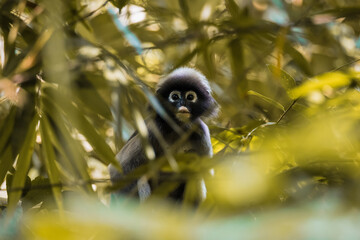 Obraz premium langur monkey wildlife sitting in a tree