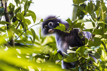 langur monkey wildlife sitting in a tree