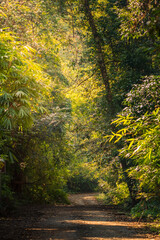 Country road running through tree alley