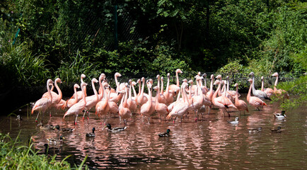 Obraz premium A flamingo meeting