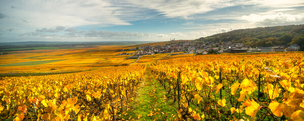 Bright autumn colors in Champagne vineyards, France - 394693742