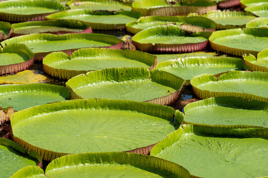Close-up Victoria amazonica in the pond with giant green leaves cover the pond surface