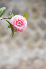 石の壁の手前に咲くピンクの椿の花