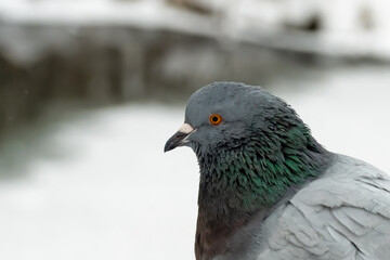 Dove, rock dove or common pigeon close-up, in winter.