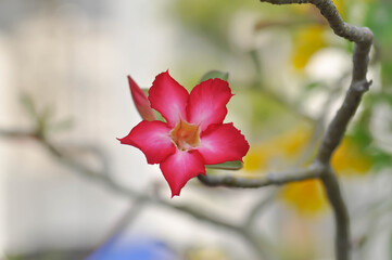 Desert rose, Impala lily or adenium obesum