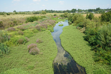 Naklejka premium river with crystal clear water surrounded by beautiful vegetation on a beautiful summer day