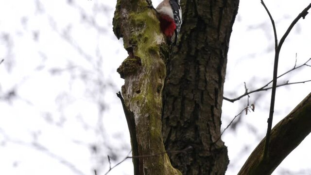 Buntspecht Trommelwirbel an einem toten Baum