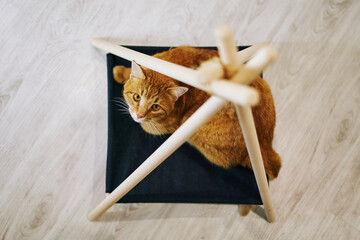 Fototapeta premium Playful cat in the apartment. Cozy photo session with animals.