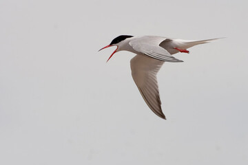 Common Tern, Sterna hirundo, in flight
