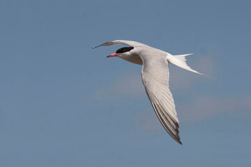 Fototapeta premium View of Common Tern, Sterna hirundo, in flight