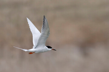 Forster's Tern, Sterna forsteri, in flight