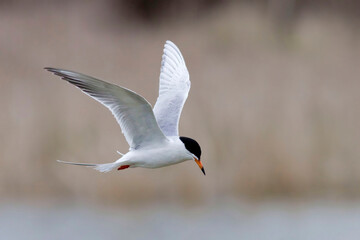 Forster's Tern, Sterna forsteri, flying