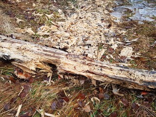 Eaten by beavers?