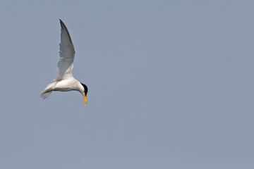View of Flying Least Tern, Sternula antillarum