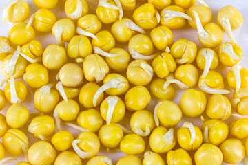 Fototapeta premium Sprouted yellow peas close up