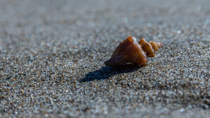 seashell on the sand