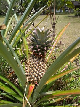 Pineapple that grows wild in the suburban area of ​​Palangka Raya.