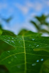 water drops on leaf
