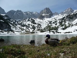 Fototapeta na wymiar Duck at Seebensee lake, Tyrol, Austria