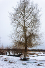 An image of a nice winter tree. Lonely tree and wooden bridge over the frozen pond. Winter landscape.