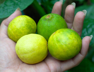 Fresh Four Pieces Lemon Raw Food Top View