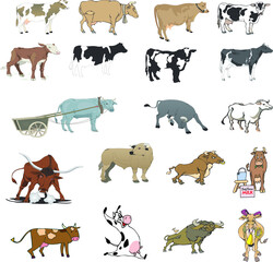 Vector illustrations set of cows