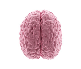human brain model isolated on white background, view top, 3d render